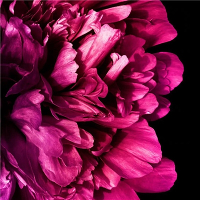 2023年最流行花朵头像(精选24张)