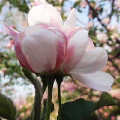 2023年最流行花朵头像(精选24张)