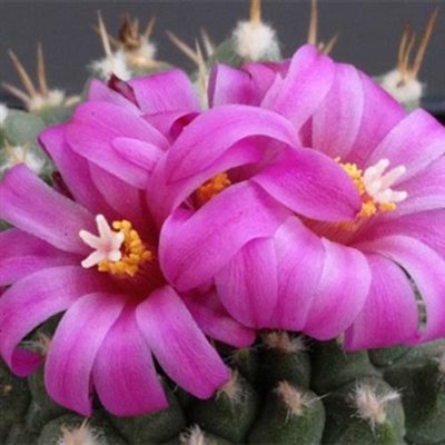 2023年最流行花朵头像(精选24张)