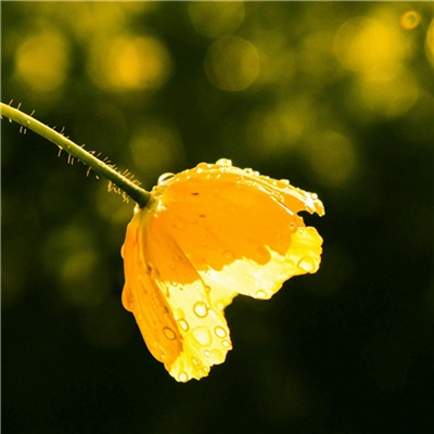 2023年最流行花朵头像(精选24张)