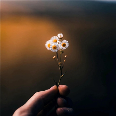 2023年最流行花朵头像(精选24张)