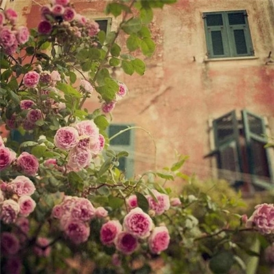 2023年最流行花朵头像(精选24张)