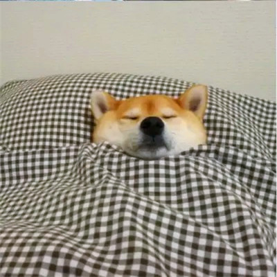 2023最流行动物头像(精选24张)