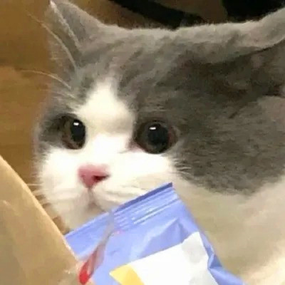 2023最流行动物头像(精选24张)