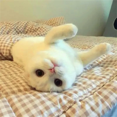 2023最流行动物头像(精选24张)