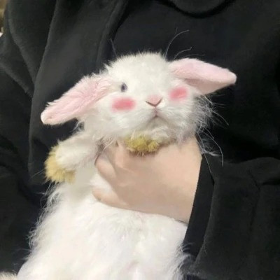 2023最流行动物头像(精选24张)