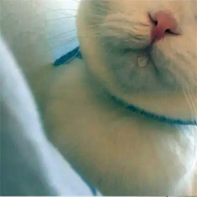 2023最流行动物头像(精选24张)