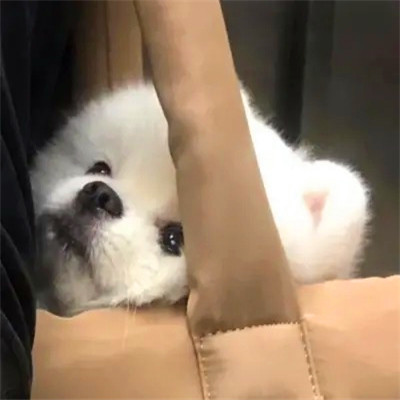 2023最流行动物头像(精选24张)