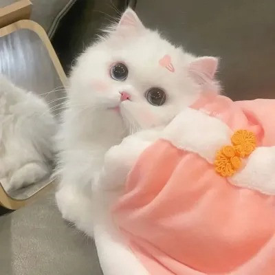 2023最流行动物头像(精选24张)