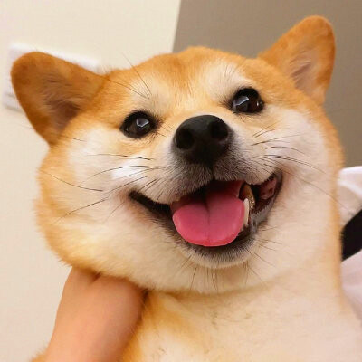 2023最流行动物头像(精选24张)