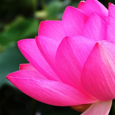 2023年最漂亮荷花微信头像(24张)