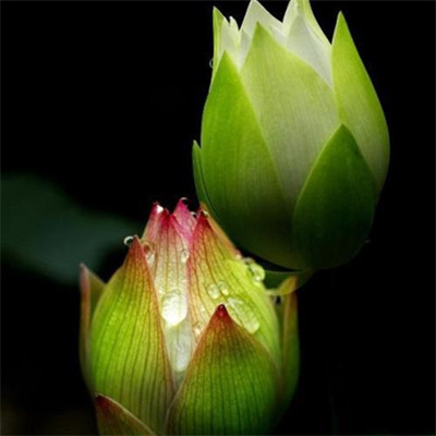 2023年最漂亮荷花微信头像(24张)