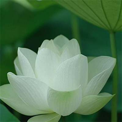 2023年最漂亮荷花微信头像(24张)