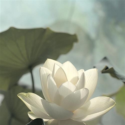 2023年最漂亮荷花微信头像(24张)