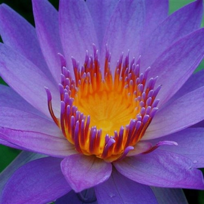 2023年最漂亮荷花微信头像(24张)