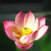 2023年最漂亮荷花微信头像(24张)