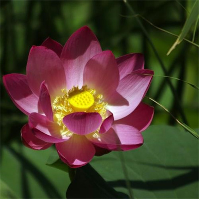 2023年最漂亮荷花微信头像(24张)