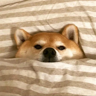 2023最火沙雕头像(24张)