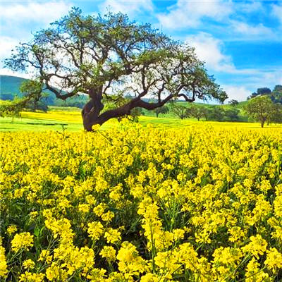 2023年最幸运头像大全(30张)