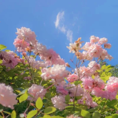 2023最惊艳的壁纸头像(精选28张)