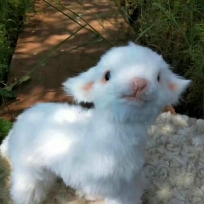 2023最萌的微信头像(精选20张)