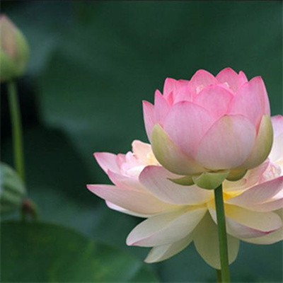 2023年花卉头像(精选24张)