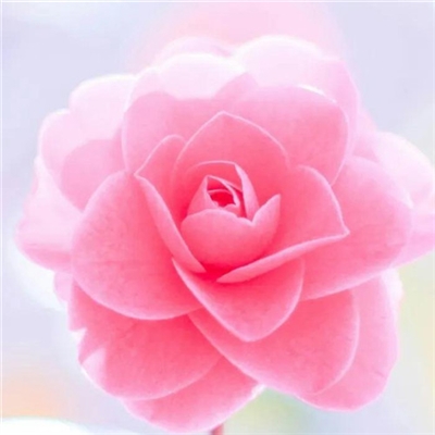 2023年花卉头像(精选24张)