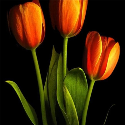 2023年花卉头像(精选24张)