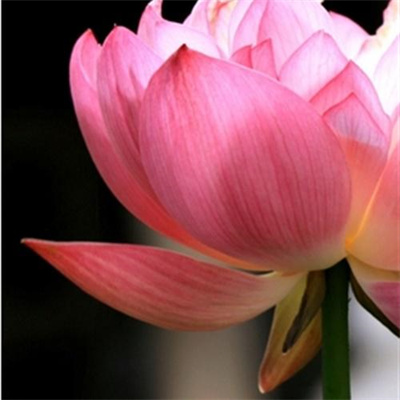 2023年花卉头像(精选24张)