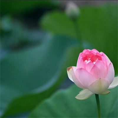 2023年花卉头像(精选24张)