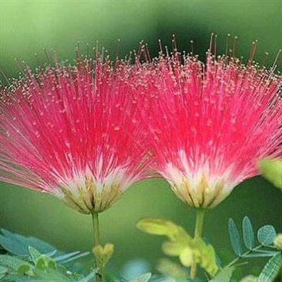 2023年花卉头像(精选24张)