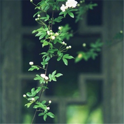 有品位的微信头像简洁低调(精选24张)