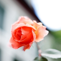 小清新花朵头像唯美(精选24张)