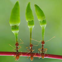 小清新花朵头像唯美(精选24张)