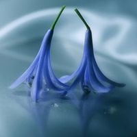 小清新花朵头像唯美(精选24张)