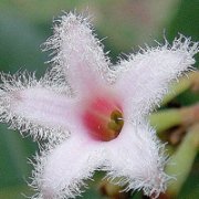 小清新花朵头像唯美(精选24张)