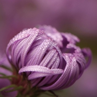 小清新花朵头像唯美(精选24张)