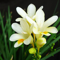 小清新花朵头像唯美(精选24张)