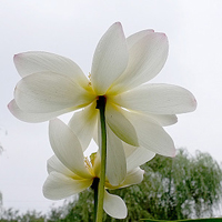 小清新花朵头像唯美(精选24张)