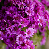 小清新花朵头像唯美(精选24张)