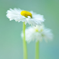 小清新花朵头像唯美(精选24张)