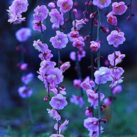 小清新花朵头像唯美(精选24张)