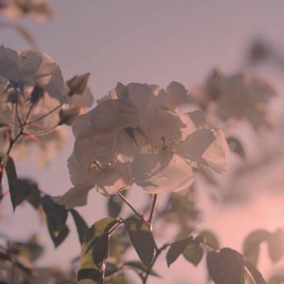 简单干净好看的风景头像(24张)