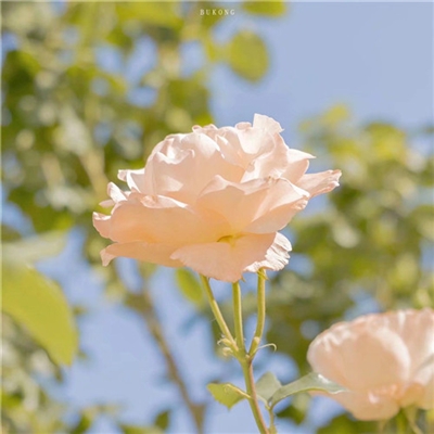 简单耐看微信头像高清(24张)