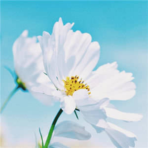 适合妈妈又显年轻的头像图片(22张)