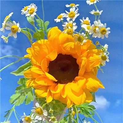 微信头像妈妈专用(精选22张)