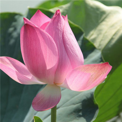 微信头像妈妈专用(精选22张)