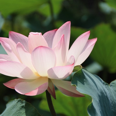 父母头像微信头像花(24张)