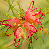 父母头像微信头像花(24张)