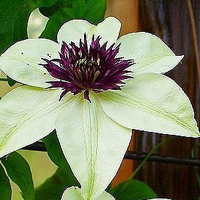 父母头像微信头像花(24张)